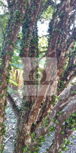 Chácara com 3 quartos à venda, 200m2 em Tiete - SP - imagem 5 Foto 5 de Chácara com 3 quartos à venda, 200m2 em Tiete - SP