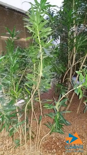 Apartamento com 4 quartos à venda, 200m2 em Savassi, Belo Horizonte - MG - imagem 7 Foto 7 de Apartamento com 4 quartos à venda, 200m2 em Savassi, Belo Horizonte - MG