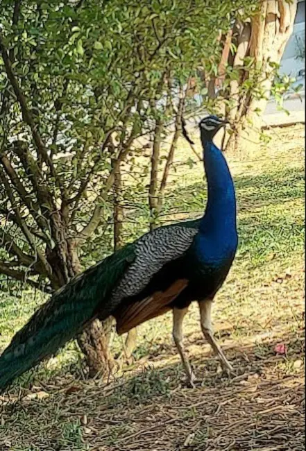 Foto 8 de Terreno / Lote à venda, 300m2 em Jardim Villagio Milano, Sorocaba - SP