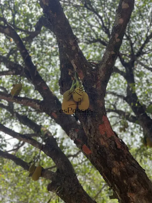 Foto 40 de Chácara à venda, 22000m2 em Charneca, Betim - MG