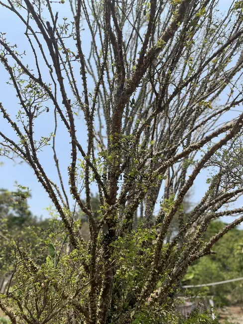 Foto 28 de Chácara à venda, 22000m2 em Charneca, Betim - MG