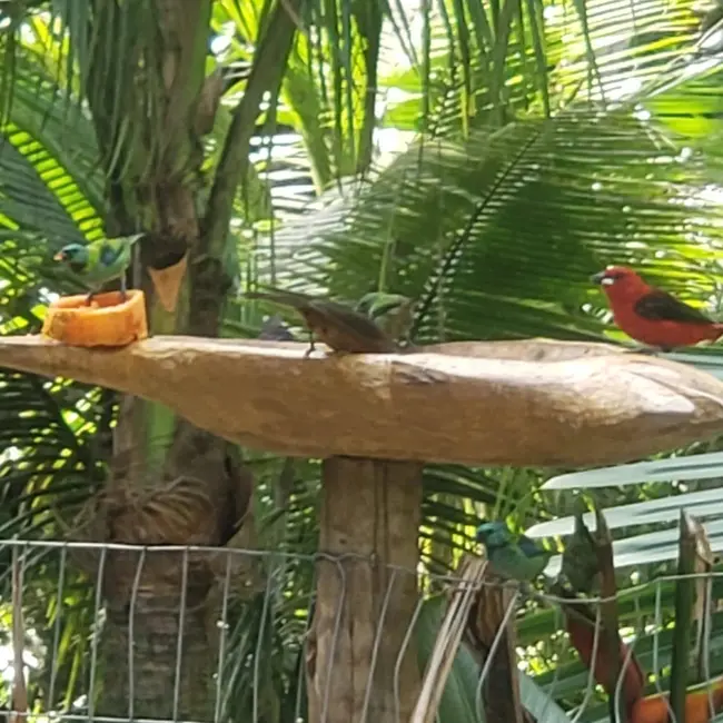 Foto 5 de Casa com 3 quartos à venda e para alugar, 177m2 em Ubatuba - SP